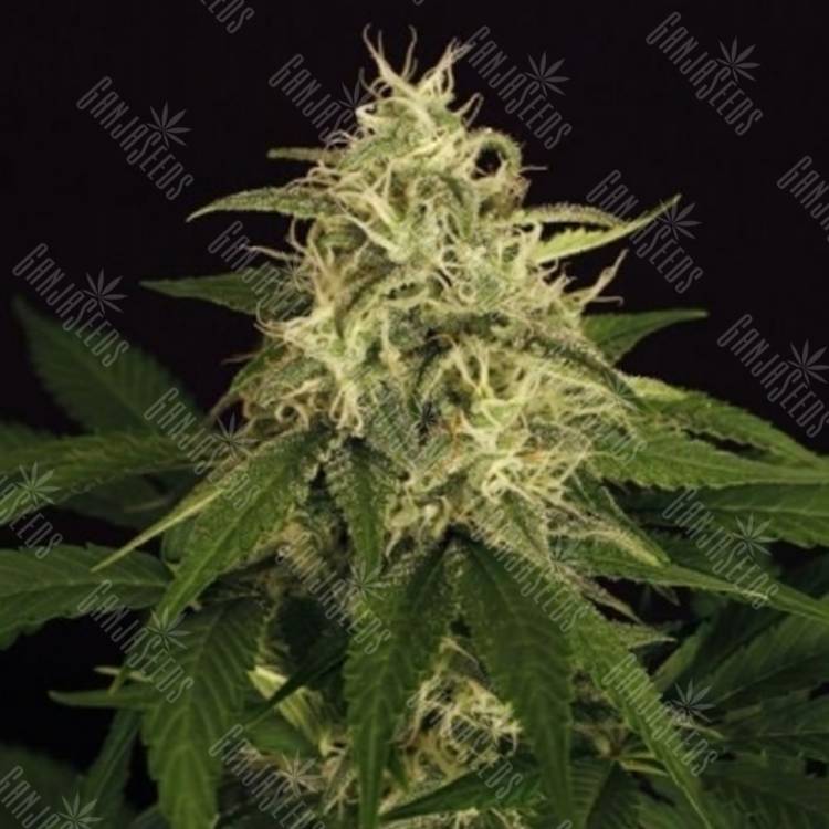 семена конопли в интернете Auto Mango Cream feminised Exotic Seed