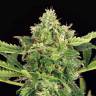семена конопли скороспелый купить Auto Mango Cream feminised Exotic Seed