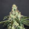 мощные семена конопли Mataro Blue CBD feminised Kannabia Seeds
