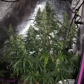 Sterling Haze regular Nirvana Seeds