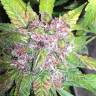 семена конопли индика Auto Purple feminised Pyramid Seeds