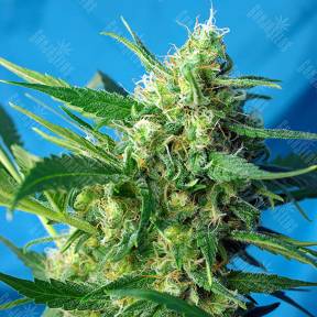 Auto Ice Cool feminised Sweet Seeds