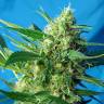 семена конопли Спб Auto Ice Cool feminised Sweet Seeds