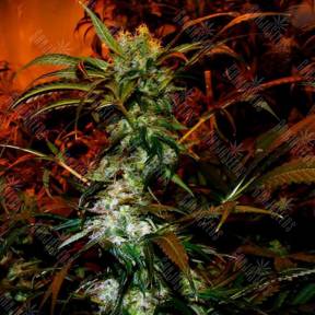 Vip Haze feminised VIP Seeds