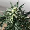 Семена каннабиса Auto Royal Kush feminised Ganja Seeds купить