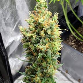 Neville's Haze feminised Ganja Seeds
