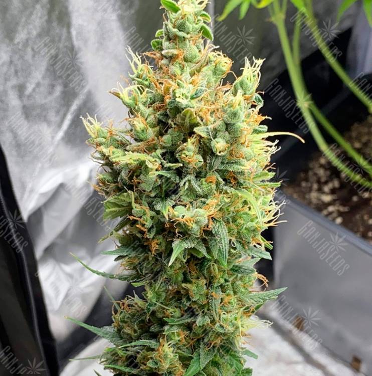 купить семена конопли с доставкой Neville's Haze feminised