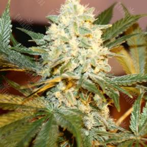 White Rhino feminised Ganja Seeds