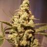 семена конопли с доставкой Auto Exodus Cheese feminised Green House Seeds