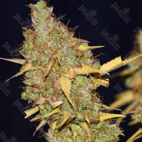 Big Devil feminised Ganja Seeds