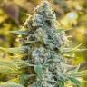 элитные семена конопли  El Queso feminised RuSeeds