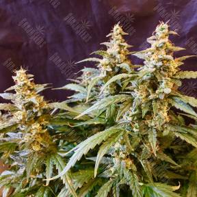 Auto Jack regular Ganja Seeds