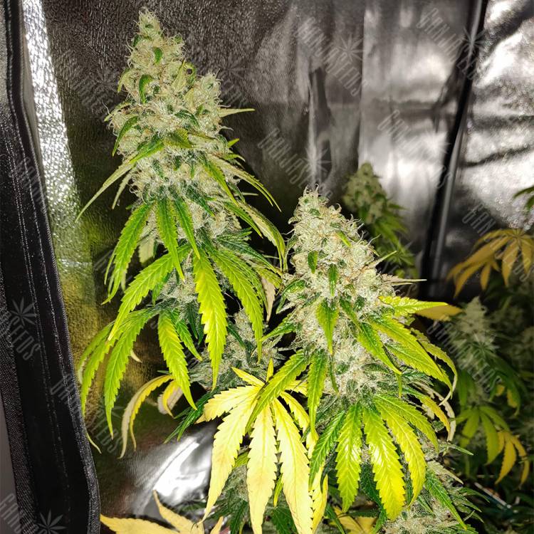 семена конопли LSD feminised Barneys Farm