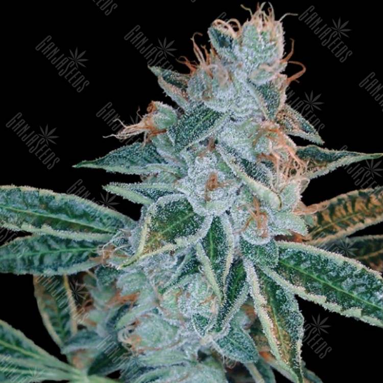 хорошие семена конопли Lemon OG Kush feminised DNA Genetics