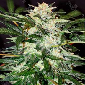 Auto Monster Mash feminised Exotic Seed