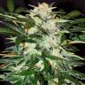 семена конопли дешево Auto Monster Mash feminised Exotic Seed