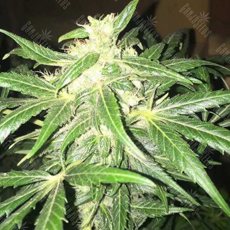 семена конопли f1 в оригинальной упаковке McEarly regular Kannabia Seeds
