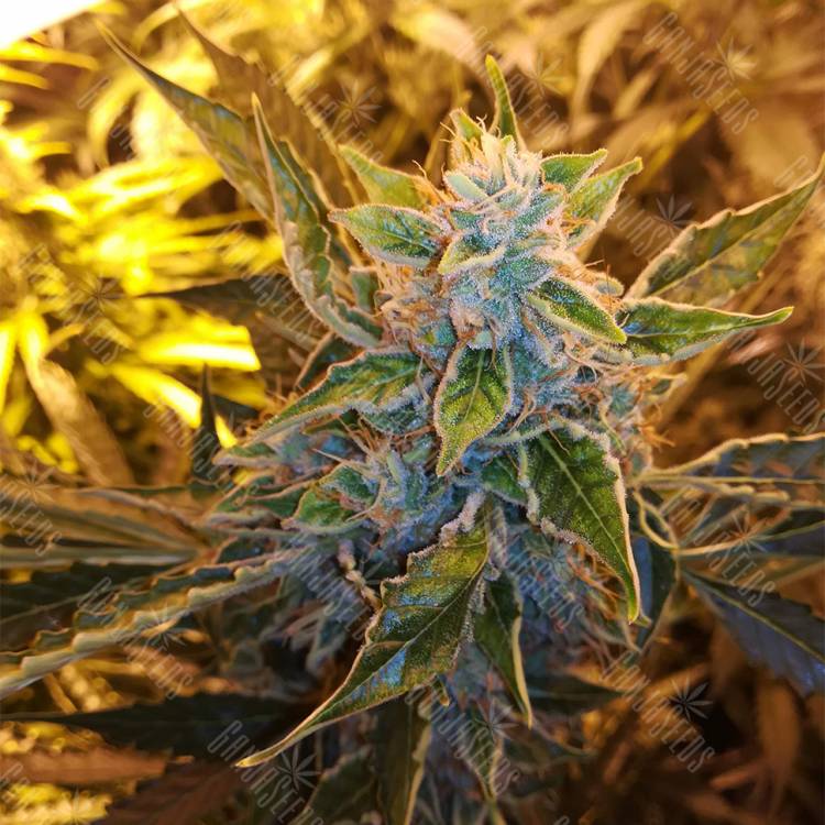 где заказать семена конопли Auto Royal Critical feminised Royal Queen