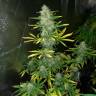 Семена Royal Gorilla feminised Ganja Seeds