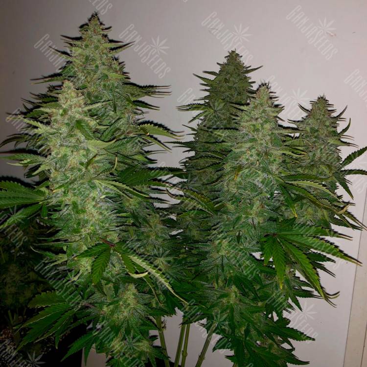 Семена конопли Royal Gorilla feminised Ganja Seeds