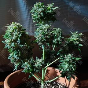 White Dwarf feminised Ganja Seeds