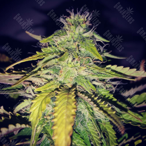 Guerrilla Diesel Ryder feminised RuSeeds