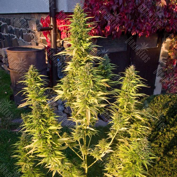 семена конопли Россия Khan-Shatyr feminised Bang Seeds