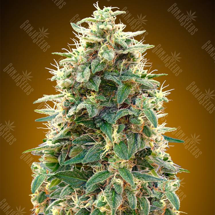семена сортовой конопли Auto 00 Kush feminised 00 Seeds