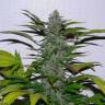 семена сортовой конопли Morning Glory feminised Barneys Farm