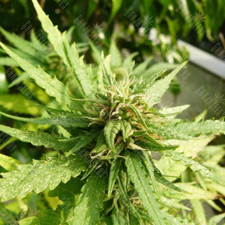 семена конопли интернет магазин Morning Glory feminised Barneys Farm