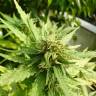семена конопли интернет магазин Morning Glory feminised Barneys Farm