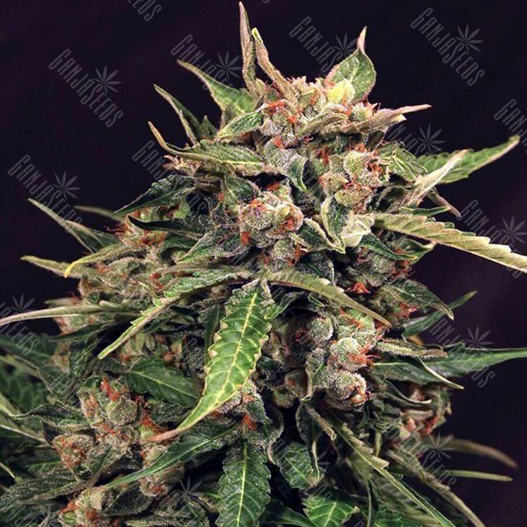 семена индийской конопли Auto Russian feminised Exotic Seed