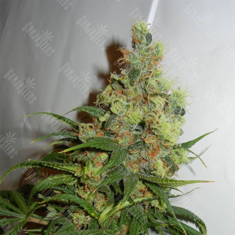 качественные семена конопли NeiL Haze regular Kannabia Seeds