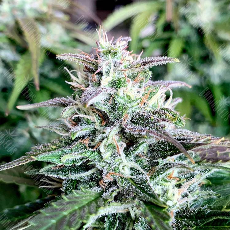 семена конопли курьером Auto Shark feminised Pyramid Seeds