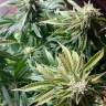 семена конопли для курения Auto Shark feminised Pyramid Seeds