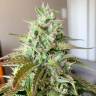семена конопли для выращивания Auto Shark feminised Pyramid Seeds