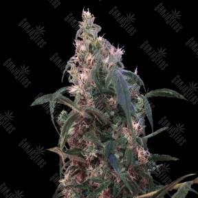White Berry feminised VIP Seeds