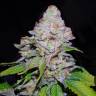где можно заказать семена конопли White Berry feminised VIP Seeds