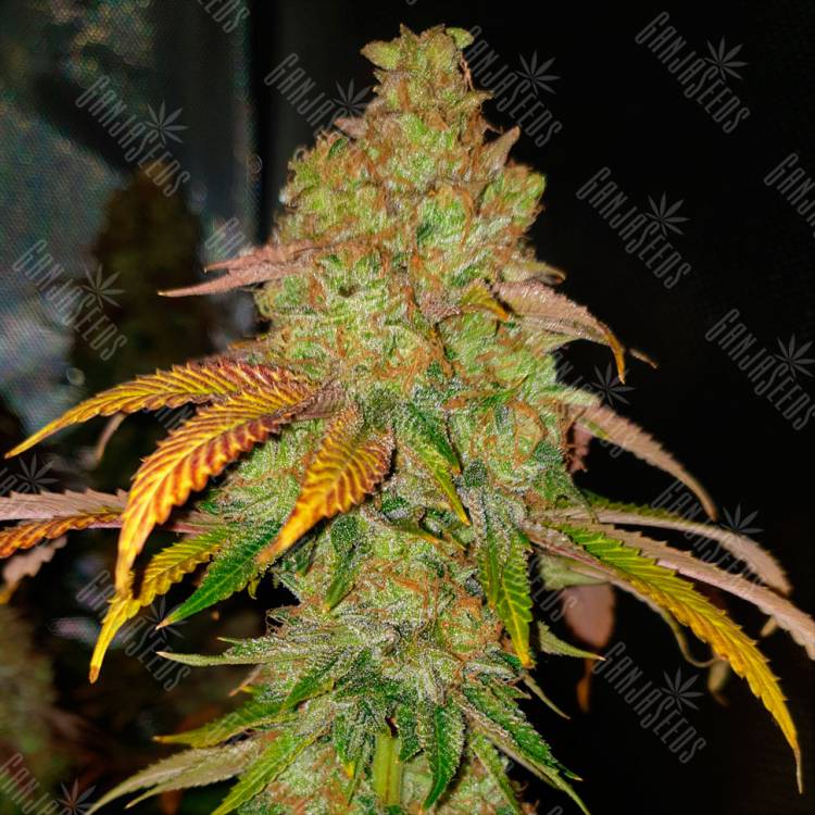 Семена конопли Bad Azz Kush feminised Ganja Seeds купить
