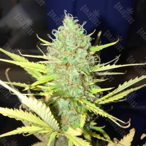 Auto Diesel Ryder feminised Ganja Seeds