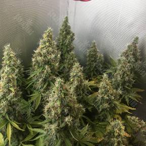 New York Diesel feminised Ganja Seeds
