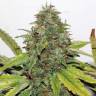 заказать качественные семена конопли New York Diesel feminised