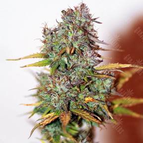 Auto Mini Gun feminised Ganja Seeds