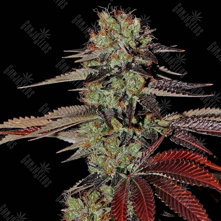 семена конопли f1 в оригинальной упаковке Auto King’s Kush feminised Green House Seeds