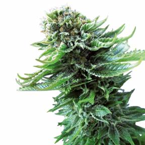 Haze x Northern Lights feminised RuSeeds