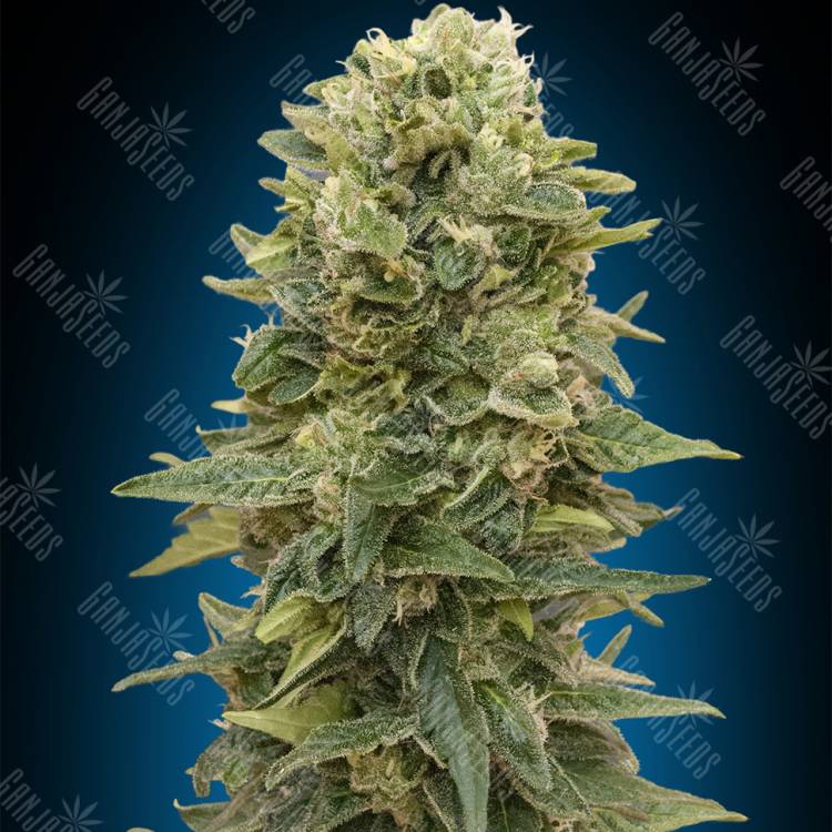 семена конопли в оригинальных упаковках Auto Afghan Mass feminised 00 Seeds