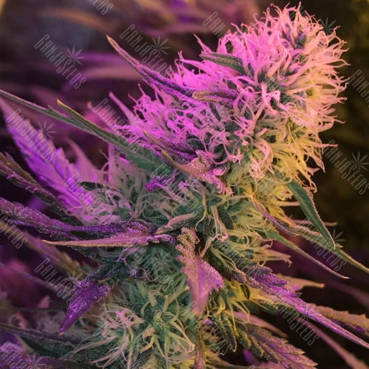 качественные семена конопли Orange Sherbert feminised Barneys Farm