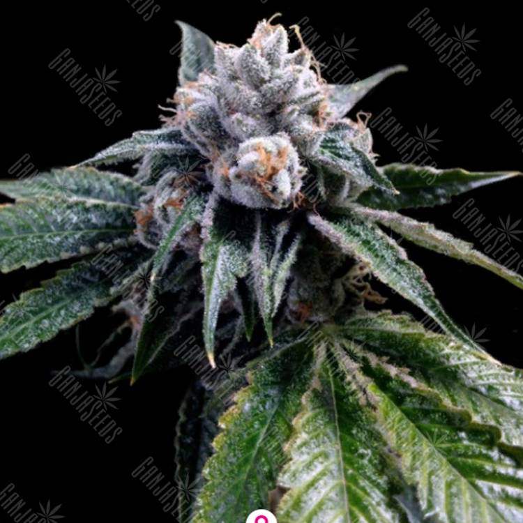 семена конопли курьером Lemon Walker feminised DNA Genetics