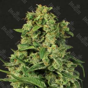 Auto Sir Jack feminised Exotic Seed