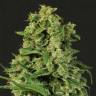 семена конопли интернет магазин Auto Sir Jack feminised Exotic Seed